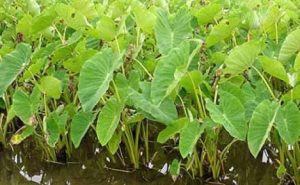 বর্ষাকালে কচু চাষ: পুষ্টি, প্রাচুর্য আর প্রাকৃতিক উপযোগিতা