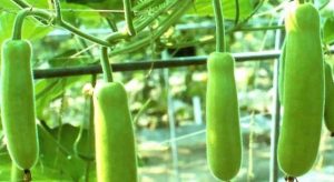 বর্ষাকালীন লাউ চাষে স্বনির্ভর কৃষক , অল্প খরচে বেশি লাভ