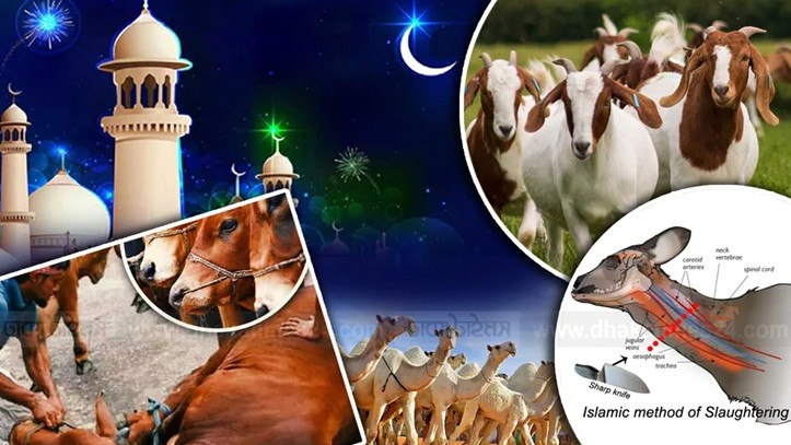আল্লাহর পথে কোরবানি—কিন্তু সঠিক নিয়ম না জানলে গোনাহও হতে পারে