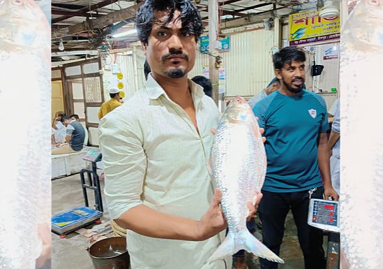 পদ্মার ইলিশ নিলামে ১৩ হাজার ৩৯০ টাকায় বিক্রি