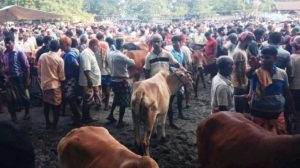 তানোরে দেশি গরুর কদর, কোরবানির হাটে জমজমাট বেচাকেনা